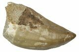 Fossil Mosasaur (Hainosaurus) Tooth - Morocco #345132-1
